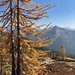 Cutthroat Pass larch